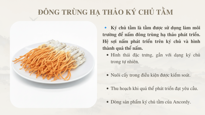 Nấm Đông Trùng Hạ Thảo Ký Chủ Tằm Loại 1 - Sấy Thăng Hoa 1