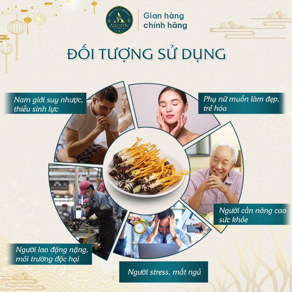 Đông Trùng Hạ Thảo Ancordy, Ký Chủ Nhộng Tằm Loại 2, Sây Thăng Hoa Nuôi Cấy Vô Khuẩn, KL 35 Con/lọ