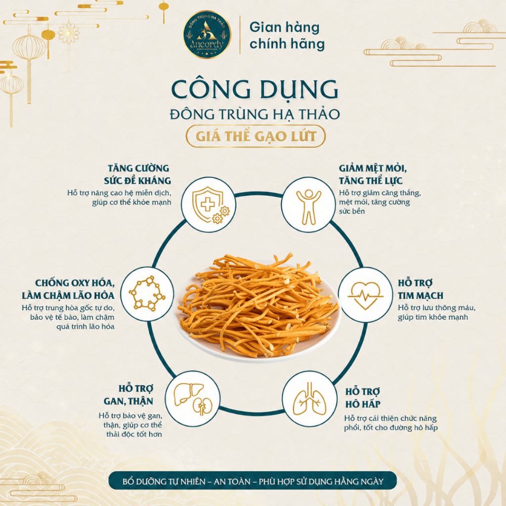 Đông Trùng Hạ Thảo Ancordy Sợi Rối, Sấy Thăng Hoa Nuôi Cấy Vô Khuẩn, Đông Trùng Giá Thể Gạo Lứt