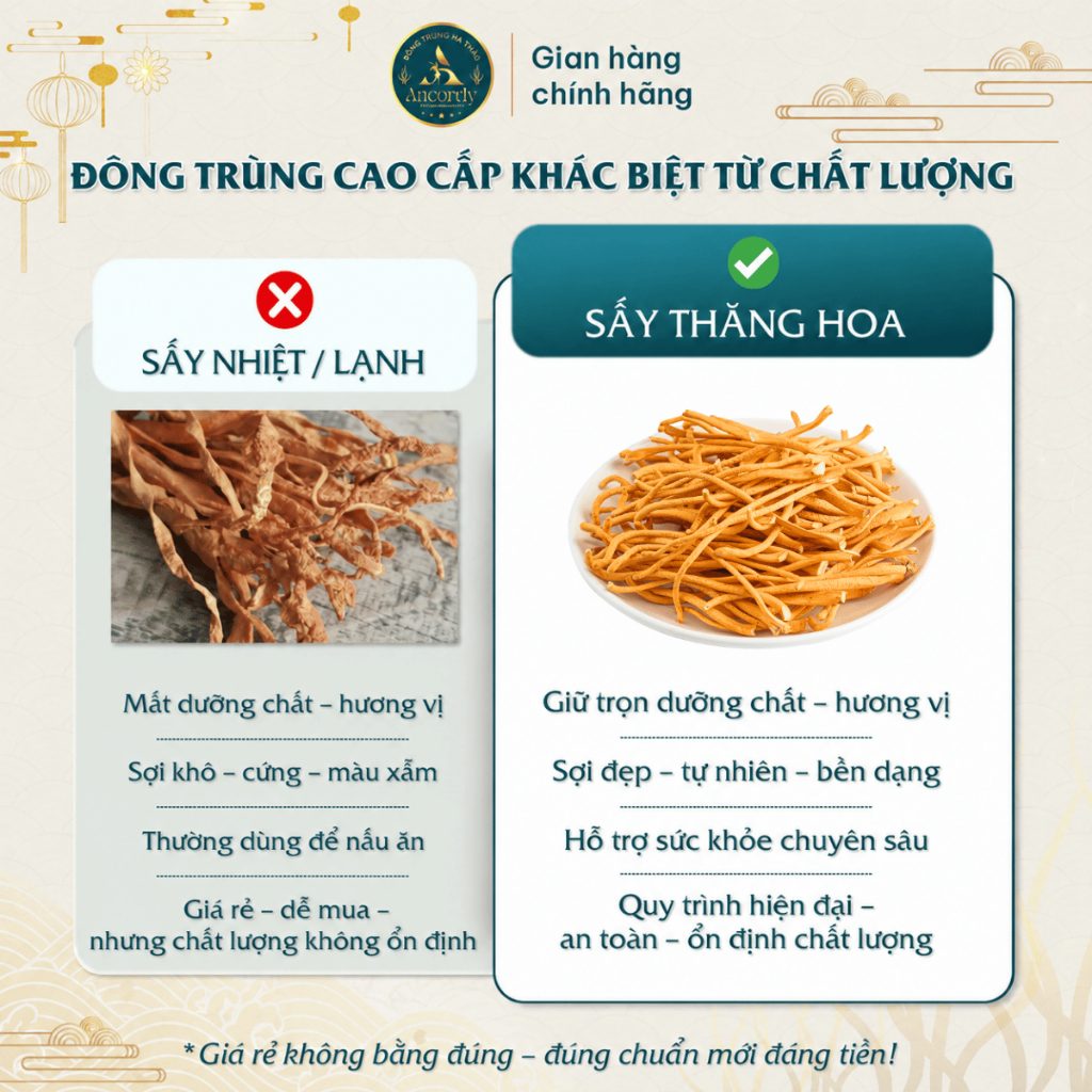 Đông Trùng Hạ Thảo Ancordy Sợi Rối, Sấy Thăng Hoa Nuôi Cấy Vô Khuẩn, Đông Trùng Giá Thể Gạo Lứt