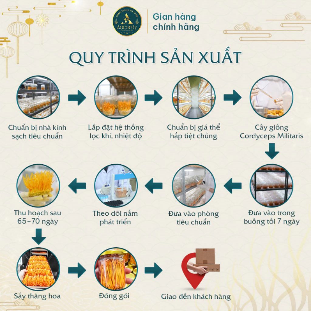 Đế Đông Trùng Hạ Thảo Ancordy, Đông Trùng Giá Thể Gạo Lứt, Được Sấy Thăng Hoa, KL 500 gram/túi