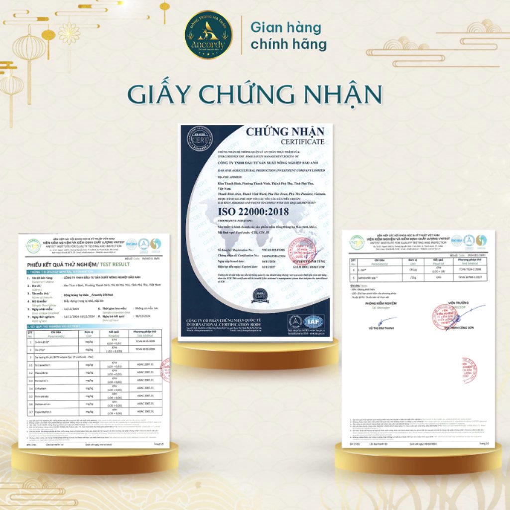 Đế Đông Trùng Hạ Thảo Ancordy, Đông Trùng Giá Thể Gạo Lứt, Được Sấy Thăng Hoa, KL 500 gram/túi