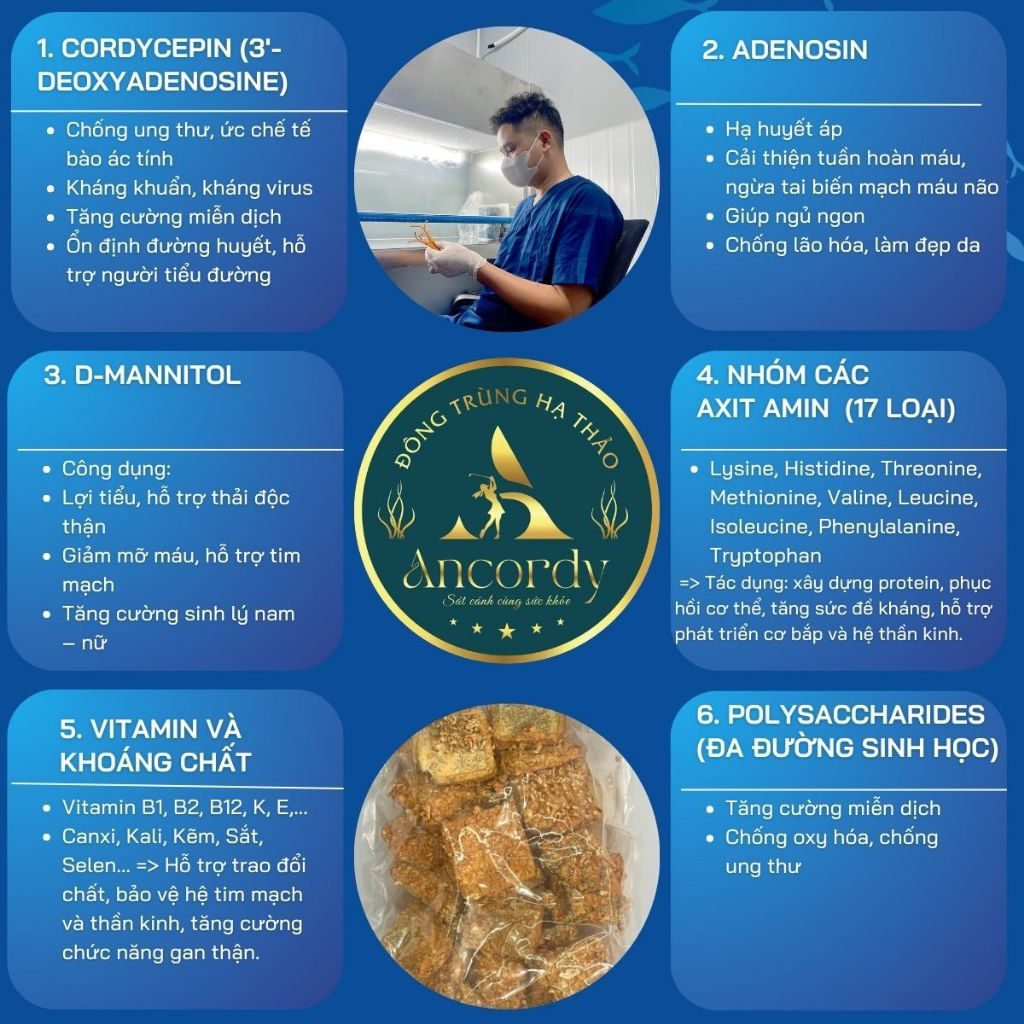 Đế Đông Trùng Hạ Thảo Ancordy, Đông Trùng Giá Thể Gạo Lứt, Được Sấy Thăng Hoa, KL 500 gram/túi