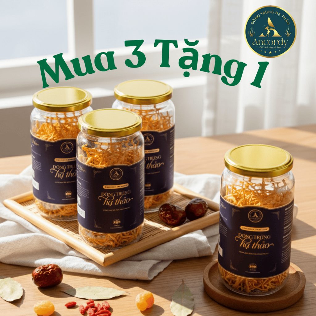 Combo Mua 3 Tặng 1, Đông Trùng Hạ Thảo Ancordy Premium Sợi Rối, Sấy Thăng Hoa Nuôi Cấy Vô Khuẩn