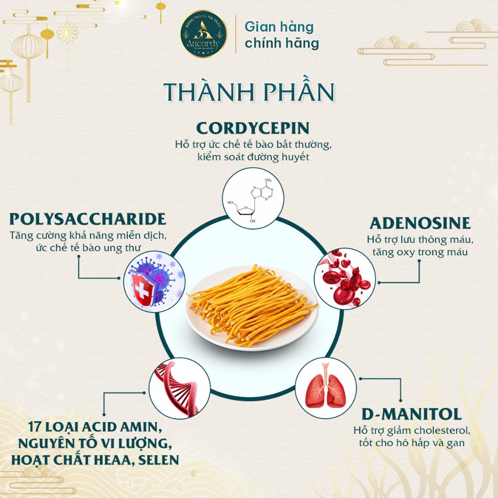 Đông Trùng Hạ Thảo Ancordy Premium, Giá Thể Gạo Lứt Sấy Thăng Hoa, Dược Chất Cao, Nấm Đông Trùng VIP