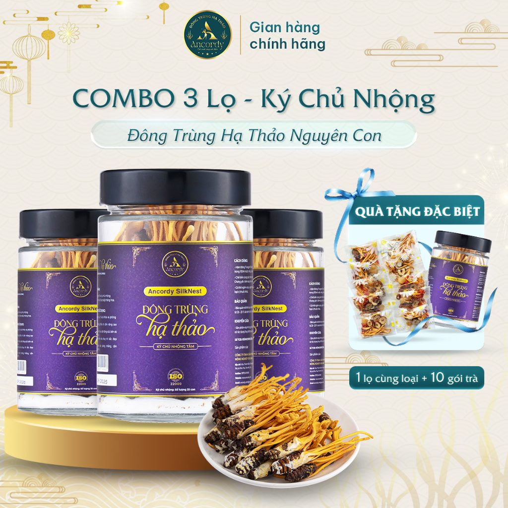 Combo 3 Lọ, Đông Trùng Hạ Thảo Ancordy SilkNest, Kí Chủ Nhộng Loại 2, Nấm Đông Trùng Sấy Khô