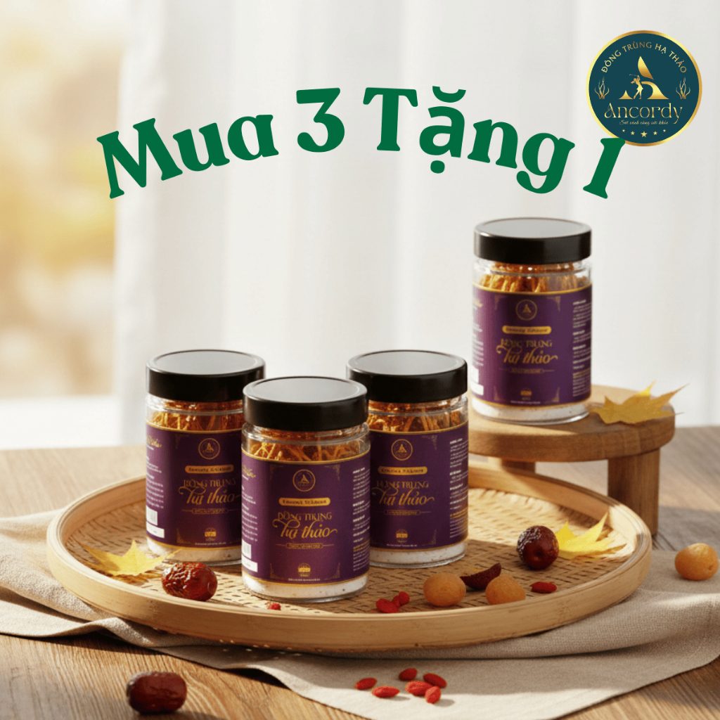 Combo 3 Lọ, Đông Trùng Hạ Thảo Ancordy SilkNest, Kí Chủ Nhộng Loại 2, Nấm Đông Trùng Sấy Khô