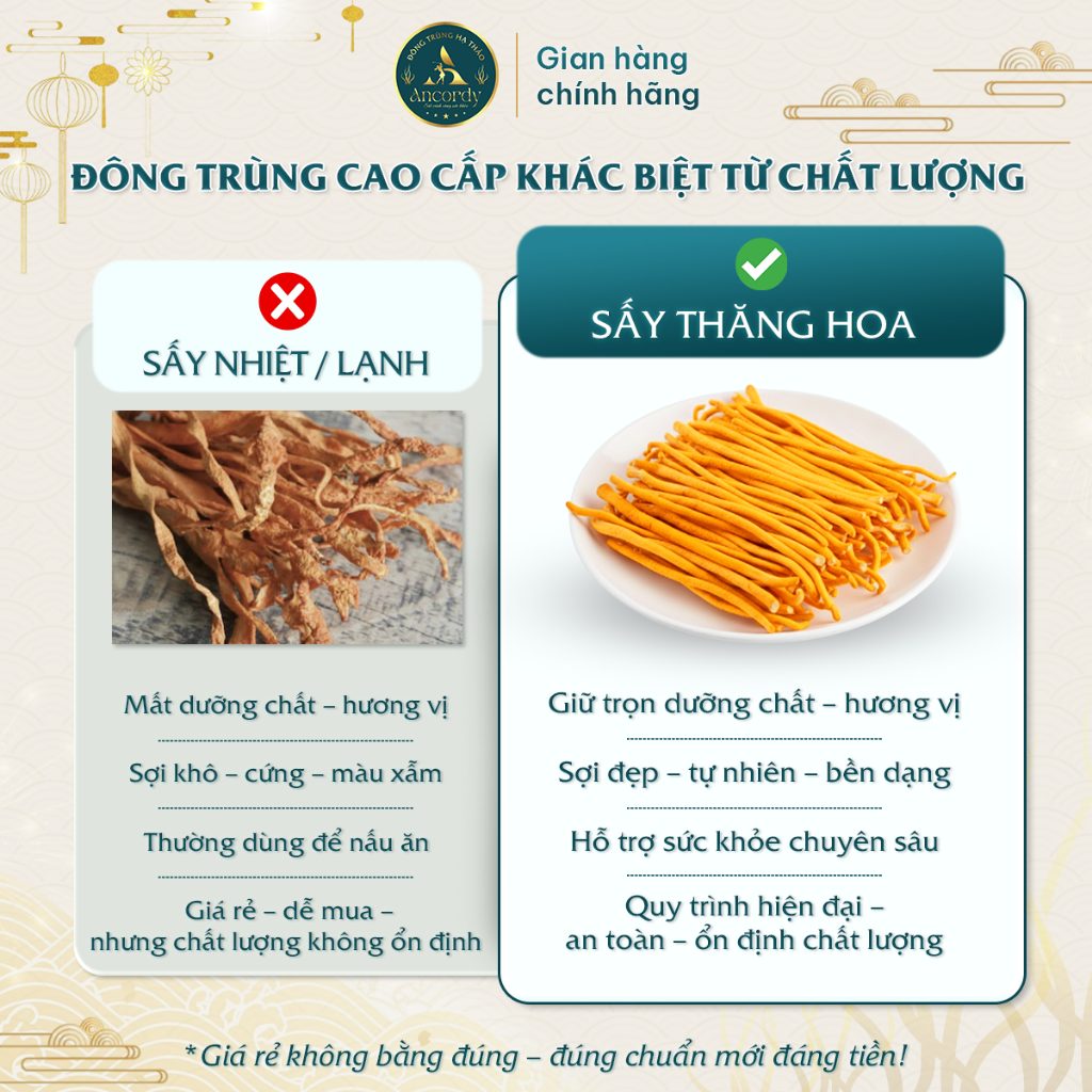 Combo 3 Lọ, Đông Trùng Hạ Thảo Ancordy SilkNest, Kí Chủ Nhộng Loại 2, Nấm Đông Trùng Sấy Khô