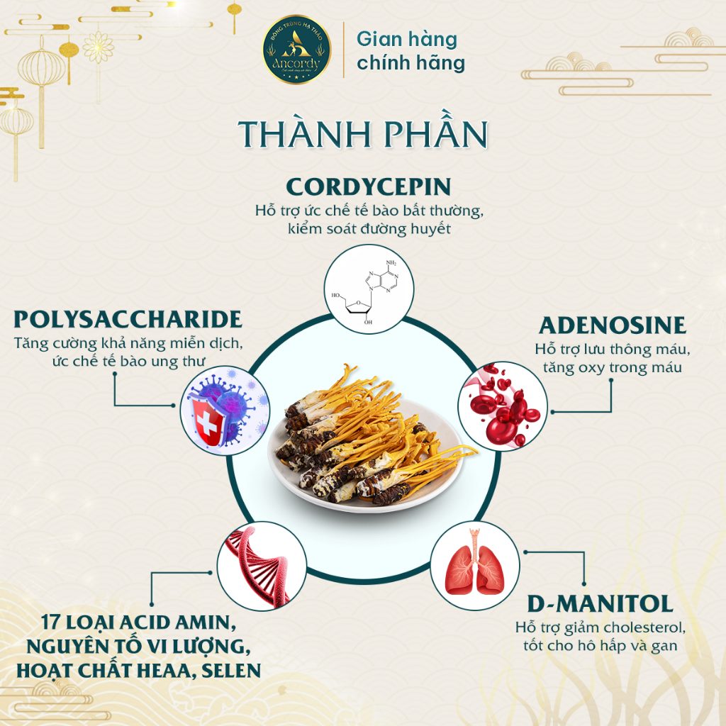 Combo 3 Lọ, Đông Trùng Hạ Thảo Ancordy SilkNest, Kí Chủ Nhộng Loại 2, Nấm Đông Trùng Sấy Khô