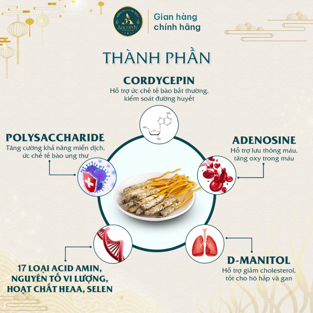 Đông Trùng Hạ Thảo Ancordy, Ký Chủ Tằm Loại 2, Sấy Thăng Hoa Nuôi Cấy Vô Khuẩn, Đông Trùng Ancordy