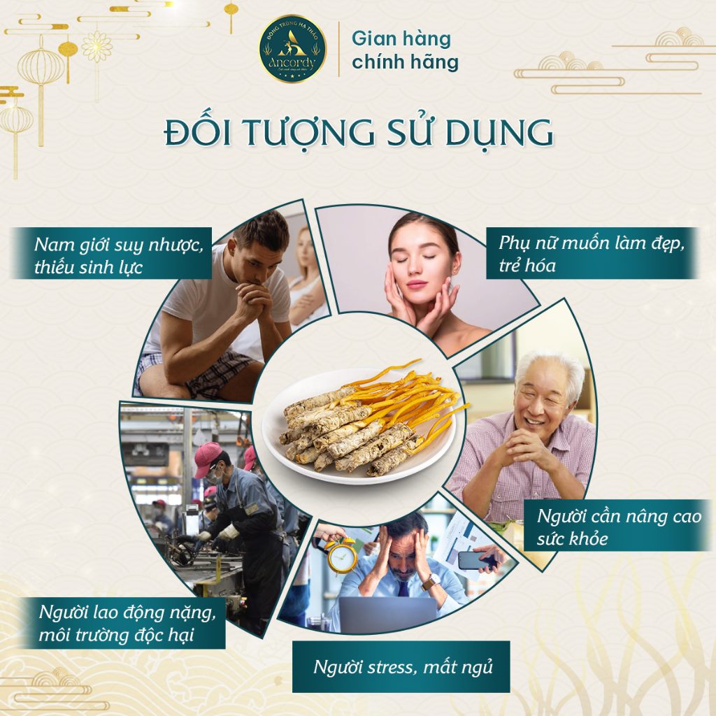 Đông Trùng Hạ Thảo Ancordy, Ký Chủ Tằm Loại 2, Sấy Thăng Hoa Nuôi Cấy Vô Khuẩn, Đông Trùng Ancordy