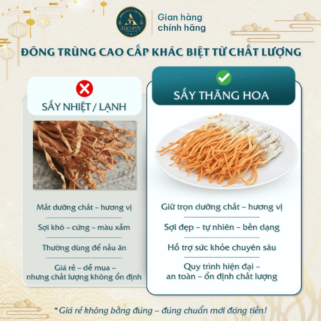 Đông Trùng Hạ Thảo Ancordy, Ký Chủ Tằm Loại 2, Sấy Thăng Hoa Nuôi Cấy Vô Khuẩn, Đông Trùng Ancordy