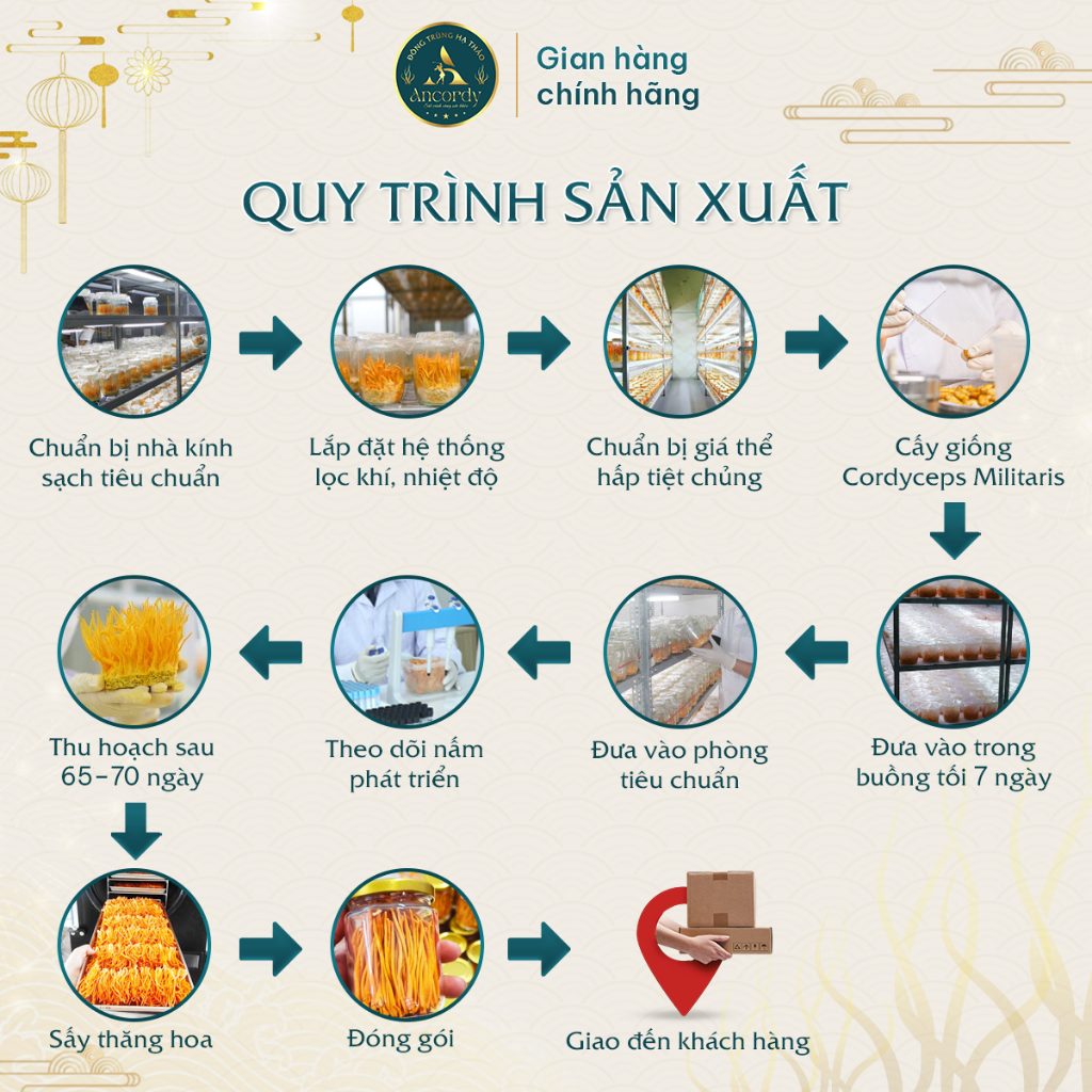 Đông Trùng Hạ Thảo Ancordy, Ký Chủ Tằm Loại 2, Sấy Thăng Hoa Nuôi Cấy Vô Khuẩn, Đông Trùng Ancordy