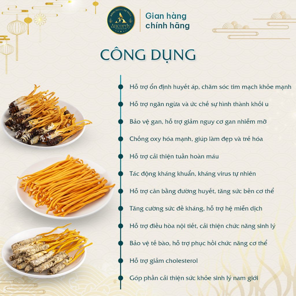 Đông Trùng Hạ Thảo Ancordy, Ký Chủ Nhộng Tằm Loại 1, Sấy Thăng Hoa Nuôi Cấy Vô Khuẩn, KL 40 Con/lọ