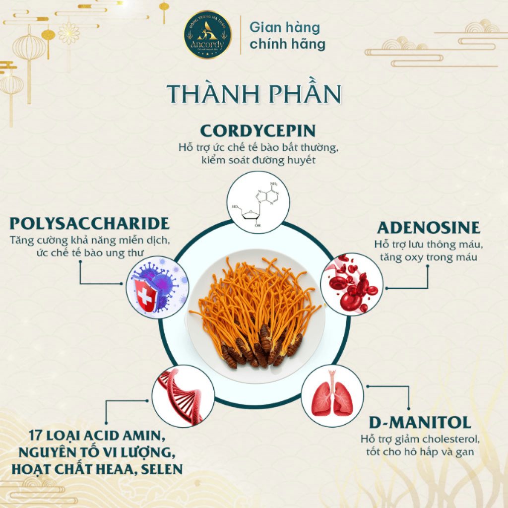 Đông Trùng Hạ Thảo Ancordy, Ký Chủ Nhộng Tằm Loại 1, Sấy Thăng Hoa Nuôi Cấy Vô Khuẩn, KL 40 Con/lọ