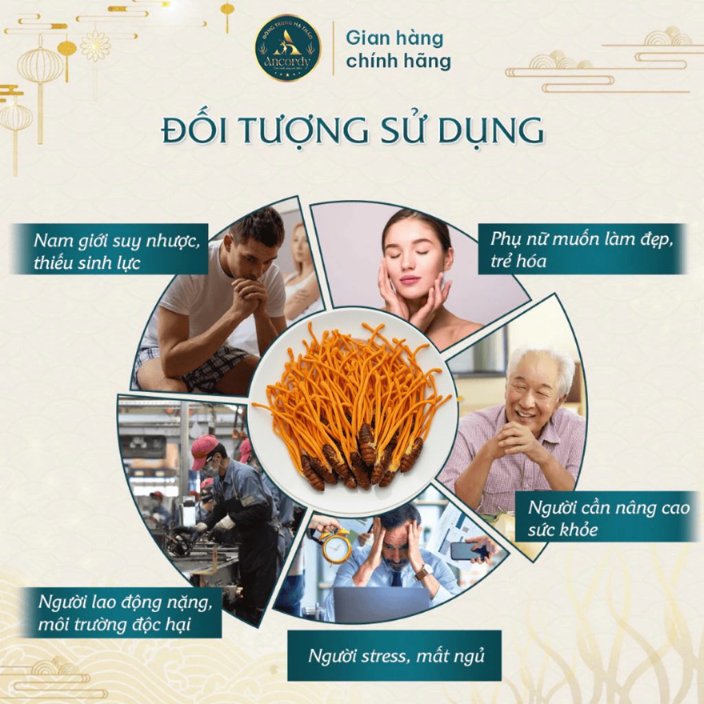 Đông Trùng Hạ Thảo Ancordy, Ký Chủ Nhộng Tằm Loại 1, Sấy Thăng Hoa Nuôi Cấy Vô Khuẩn, KL 40 Con/lọ