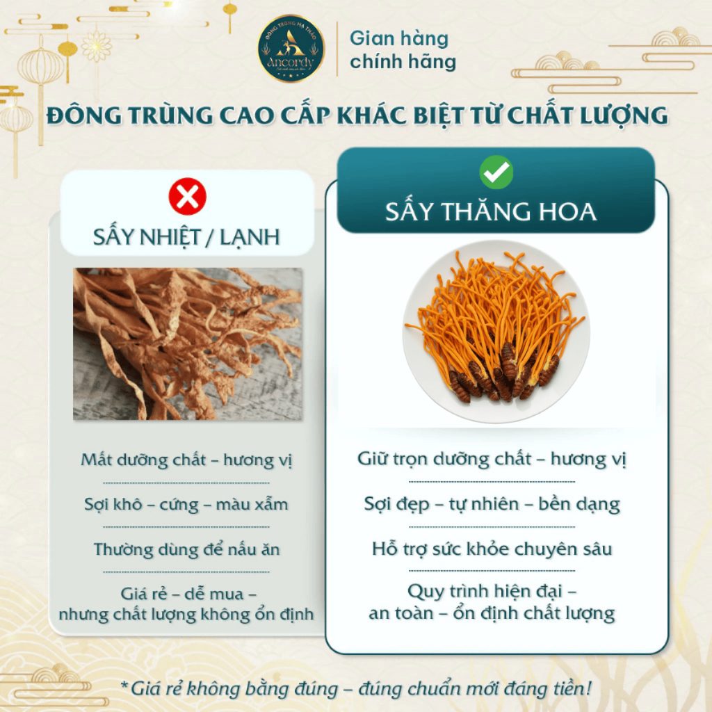 Đông Trùng Hạ Thảo Ancordy, Ký Chủ Nhộng Tằm Loại 1, Sấy Thăng Hoa Nuôi Cấy Vô Khuẩn, KL 40 Con/lọ