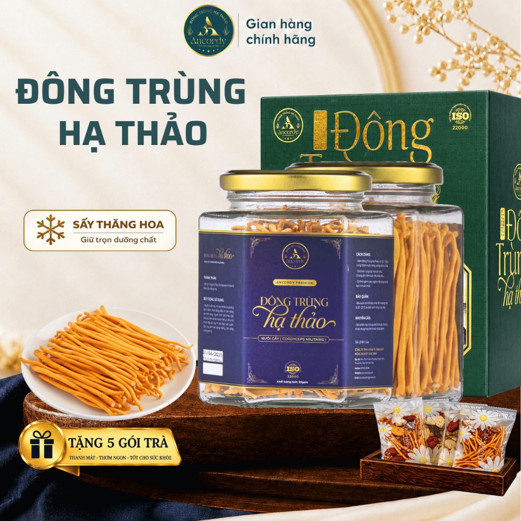 Nấm Đông Trùng Hạ Thảo Premium Sấy Khô Thăng Hoa Chính Hãng, Dược chất Cao, Nuôi Vô Khuẩn Ancordy