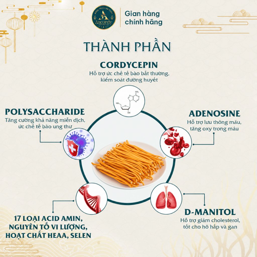 Nấm Đông Trùng Hạ Thảo Premium Sấy Khô Thăng Hoa Chính Hãng, Dược chất Cao, Nuôi Vô Khuẩn Ancordy
