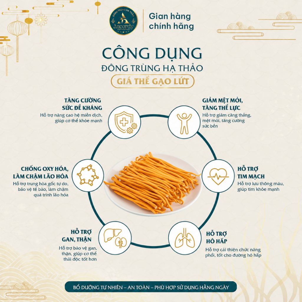 Nấm Đông Trùng Hạ Thảo Premium Sấy Khô Thăng Hoa Chính Hãng, Dược chất Cao, Nuôi Vô Khuẩn Ancordy