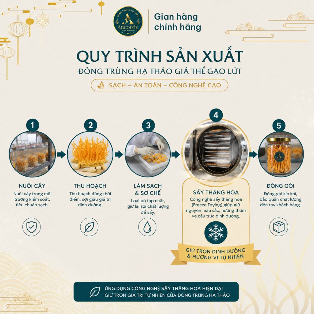 Nấm Đông Trùng Hạ Thảo Premium Sấy Khô Thăng Hoa Chính Hãng, Dược chất Cao, Nuôi Vô Khuẩn Ancordy