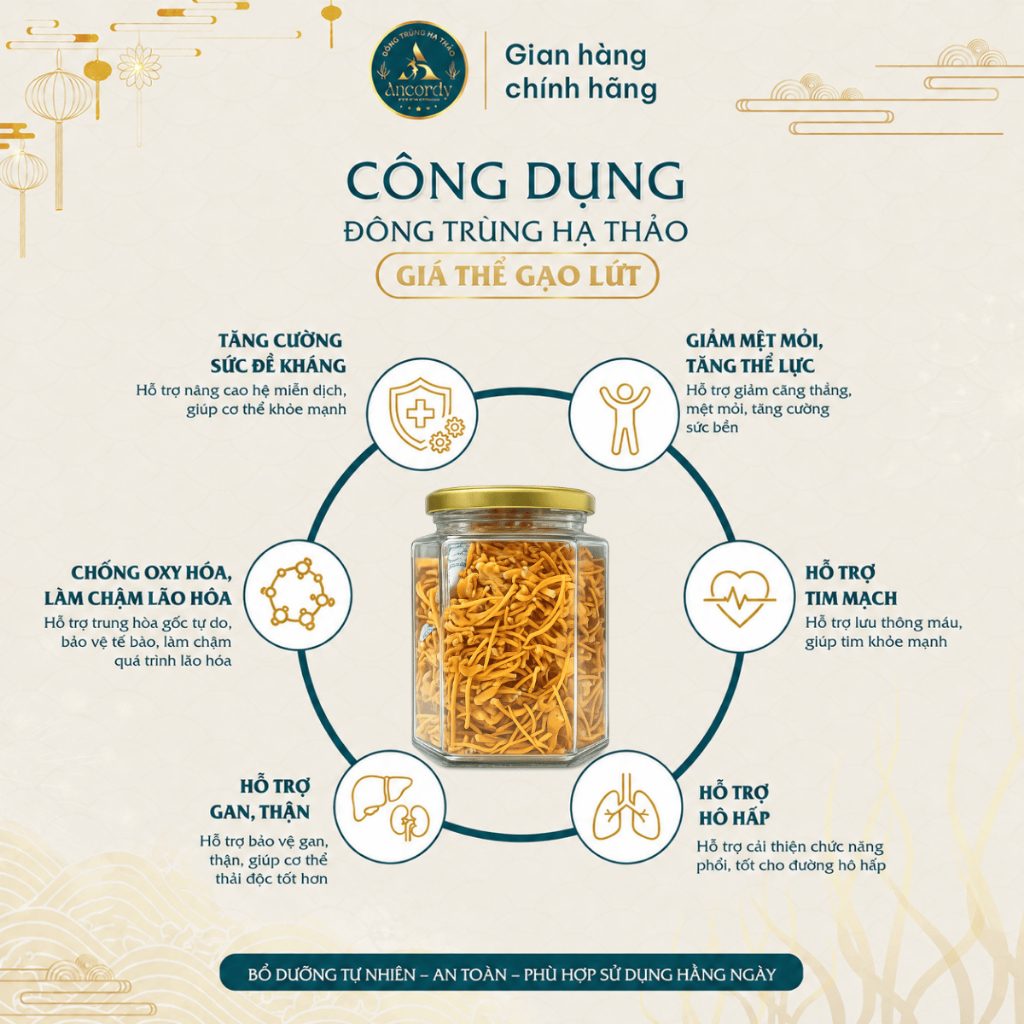 Đông Trùng Hạ Thảo Gãy Vụn, Sấy Thăng Hoa Nuôi Cấy Vô Khuẩn, Giá Thể Gạo Lứt, Nấm Đông Trùng Ancordy
