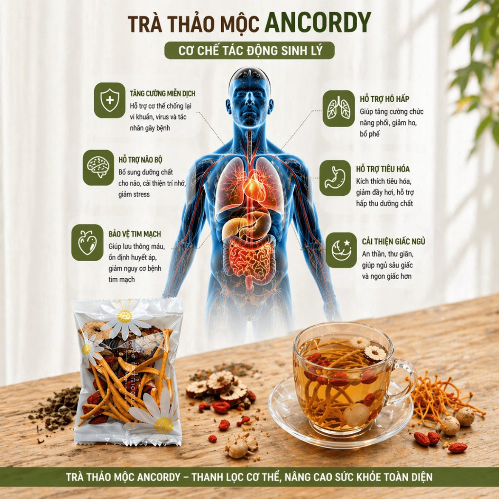 Trà Đông Trùng Tứ Vị, Đông Trùng Hạ Thảo Kết Hợp Táo Đỏ Kỷ Tử Long Nhãn, Gói Trà Thảo Mộc Ancordy