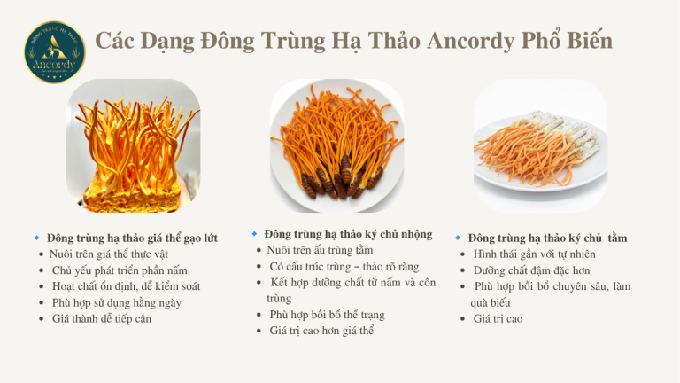 Các Dạng Đông Trùng Hạ Thảo Ancordy Phổ Biến