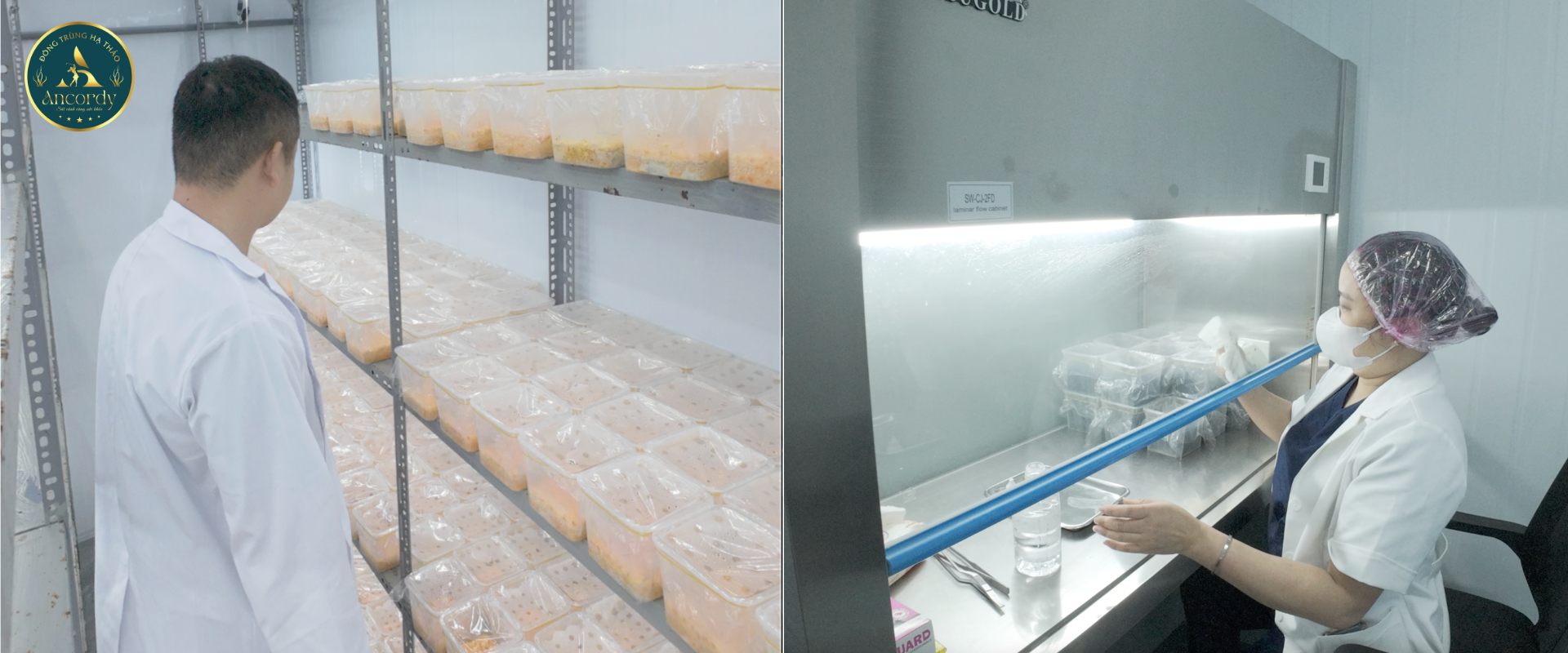 Kiểm tra tốc độ phát triển và cấy giống đông trùng hạ thảo Ancordy
