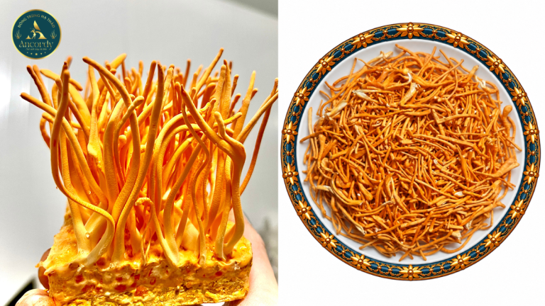 đông trùng hạ thảo tươi và khô Ancordy